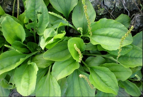 Cây Rau Má Đề Công Dụng Lợi Ích Đối Với Sức Khoẻ