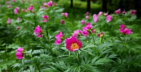 Tác Dụng Chữa Trị Của Cây Xích Dược Trong Y Học Dân Gian