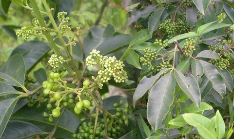 Cây Ba Chạc Công Dụng Và Tác Dụng Đối Với Sức Khỏe