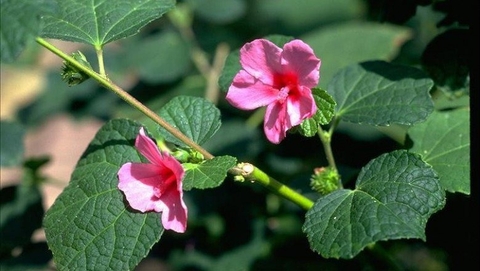 Cây Ké Hoa Đào Công Dụng Lợi Ích Đối Với Sức Khoẻ