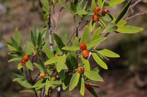 Cây Niệt Gió Công Dụng ,Lợi Ích Đối Với Sức Khỏe