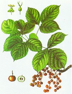 Cây Nhội và Lợi Ích Đối Với Sức Khỏe