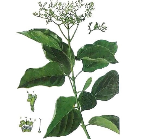 Vọng Cách : Cách Dùng Và Công Dụng Lợi Ích Đối Với Sức Khoẻ