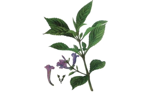 Cây Thanh Đại Công Dụng , Lợi Ích Đối Với Sức Khoẻ