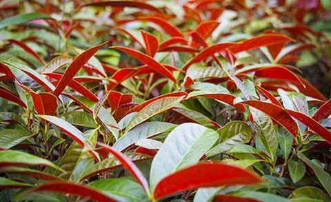 Cây Đơn Tướng Quân Công Dụng Lợi Ích Đối Với Sức Khoẻ