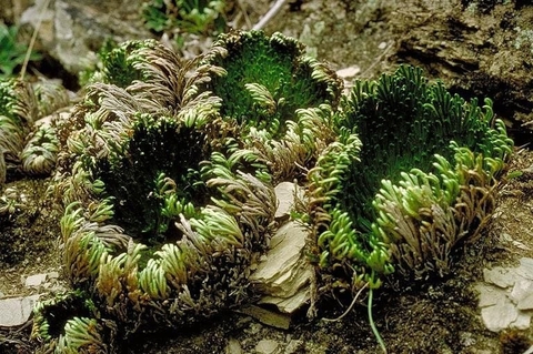 Cây Mong Lưng Rồng : Công Dụng Lợi Ích Đối Với Sức khoẻ