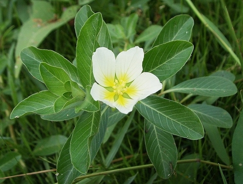 Cây Rau Dừa Nước Đặc Điểm , Công Dụng Và Lợi Ích Cho Sức khoẻ