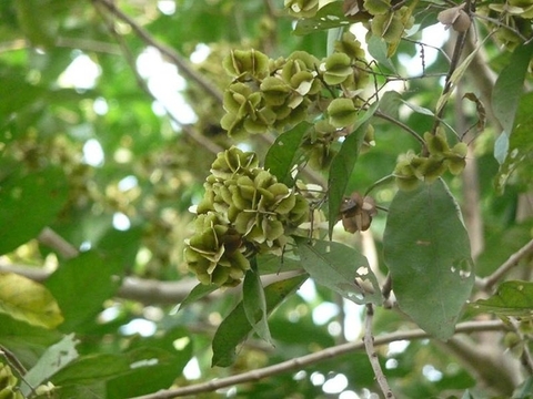 Cây Chân Bầu Lợi Ích Đối Với Sức Khoẻ