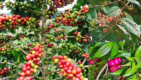 Cây Sắn Thuyền Lợi Ích Đối Với Sức Khoẻ