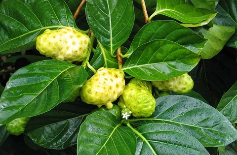 Cây Nhàu : Công Dụng , Cách Sử Dụng Và Lợi Ích Đối Với Sức Khoẻ