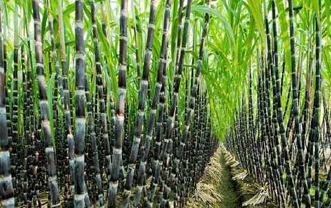 Cây Mía  Trong Y Học Cổ Truyền và Hiện Đại