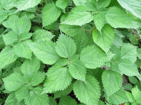 Giải Độc Gan , Điều Trị Gan Nhiễm Mỡ Bằng Cây Gai Hiệu Đơn Giản Hiệu Quá Không Ngờ