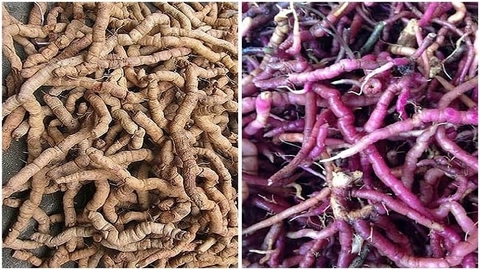 Công Dụng Chữa Bệnh Của Cây Ba Kích