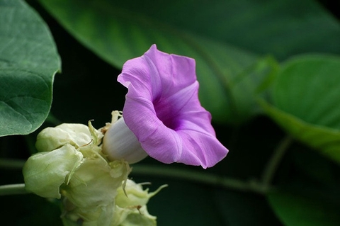 Cây Bạc Thau: Tác Dụng và Cách Sử Dụng Trong Y Học Cổ Truyền