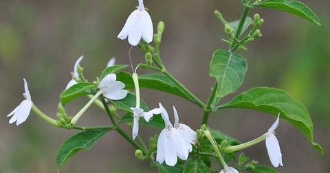 Công Dụng Và Lợi Ích Sức Khỏe Từ Cây Bạch Hạc