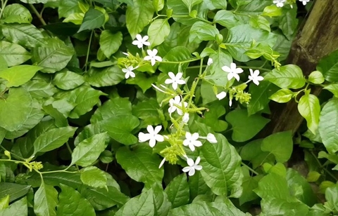 Chống Oxy Hóa Và Bảo Vệ Da Từ Thảo Dược Tự Nhiên Bạch Hoa Xà