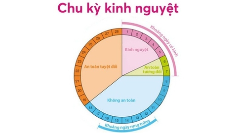 Cây Tam Thất: Tác Dụng Điều Hòa Kinh Nguyệt Tự Nhiên An Toàn