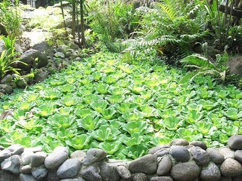 Bèo Cái : Loài Thực Vật Thủy Sinh Có Nhiều Công Dụng Tốt Cho Sức Khoẻ