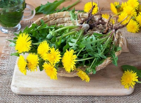 Thoát Khỏi Đau Đớn: Bồ Công Anh và Lời Giải Cho Cơn Đau Bụng Kinh