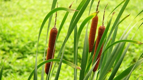 Giới Thiệu Về Cỏ Nến Công Dụng Và Lợi ÍCh Đối Với Sức Khoẻ