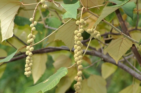 Cây Bùng Bục: Công Dụng Và Ứng Dụng Trong Y Học Cổ Truyền