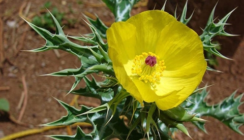 Cây Cà Dại Hoa Vàng: Công Dụng Và Lợi Ích Cho Sức Khoẻ