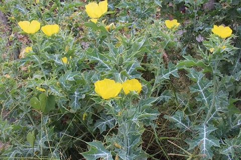 Mẹo Điều Trị Mụn Nhọt và Mụn Trứng Cá Bằng Cây Cà Dại Hoa Vàng