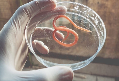 Phòng Ngừa Và Điều Trị Giun Đũa Nhờ Cây Long Nha Thảo