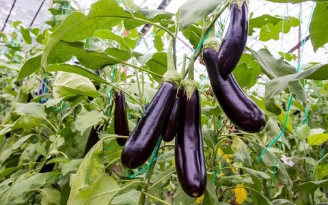 Tông Quan Công Dụng Của Cà Dái Dê Tím Trong Y học Cổ Truyền