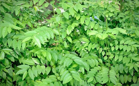 Tất Cả Những Gì Bạn Cần Biết Về Rau Ngót: Chế Biến, Công Dụng Và Liều Lượng