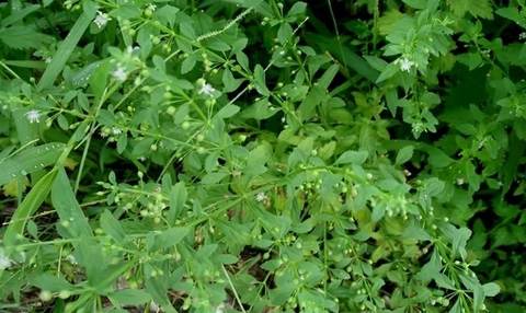 Công Dụng Kỳ Diệu Của Cây Cam Thảo Đất Trong Y Học Cổ Truyền