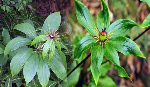 Cây Bảy Lá Một Hoa: Đặc Điểm và Công Dụng Đối Với Sức Khoẻ