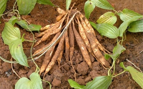 Khám Phá Tác Dụng Tuyệt Vời Của Cây Bách Hộ Đối Với Sức Khỏe