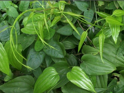 Công Dụng Giảm Stress và Cải Thiện Tâm Trạng Của Cây Bách Hộ