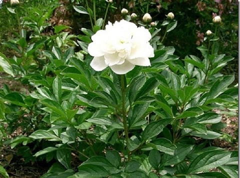 Cây Bạch Thược Bài Thuốc Quý Từ Sapa Các Tác Dụng Lợi Ích Đối Với Sức Khỏe