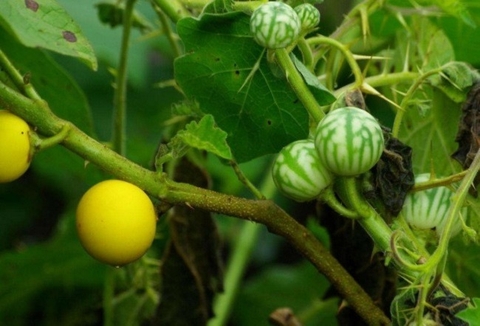 Hỗ Trợ Sức Khỏe Toàn Diện Cùng Cây Cà Tàu