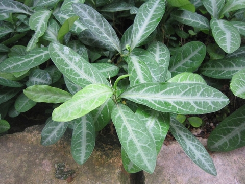 Cây Cam Xũng Và Những Công Dụng Đối Với Sức Khoẻ