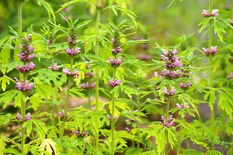 Cây Ích Mẫu Chống Oxy Hóa: Giải Pháp Tự Nhiên Bảo Vệ Sức Khỏe