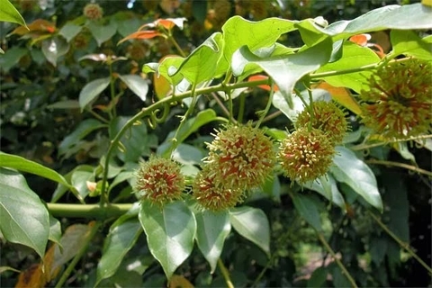 Tổng Quan Công Dụng Của Cậy Câu Đắng Đối Với Sức Khoẻ