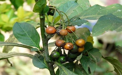 Tổng Quan Công Dụng Cây Chanh Trường Đối Với Sức Khoẻ