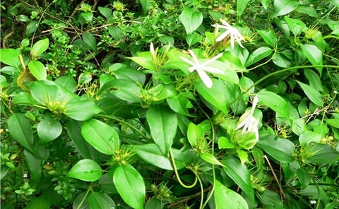 Xua Tan Nỗi Lo Của Người Bệnh Gan Bằng Cây Chè Vằng