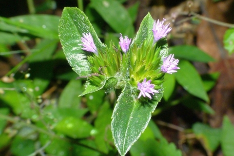 Công Dụng Và Lợi Ích Đối Với Sức Khoẻ Của Cây Chỉ Thiên