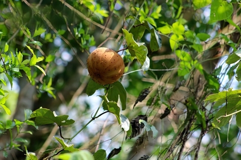 Chống Oxy Hóa và Giảm Viêm Hiẹu Quả An Toàn Từ Cây Đài Hái