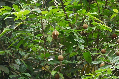 Cây Đại Phong Tử): Công Dụng và Lợi Ích Sức Khỏe