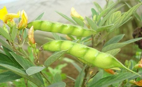 Tổng Quan Về Cây Đậu Chiều Trong Y Học Cổ Truyền