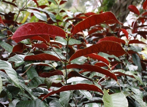 Cây Đơn Đỏ Công Dụng Và Lợi Ích Đối Với Sức Khoẻ