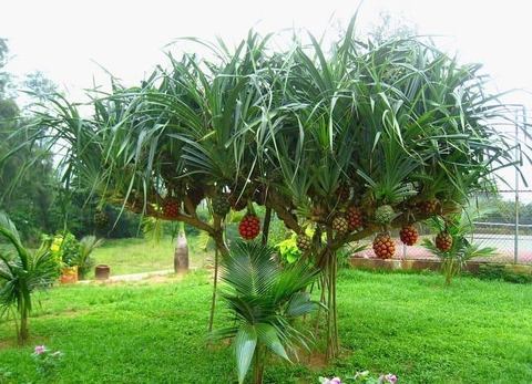 Cây Dứa Dại Thành Phần Và Công Dụng Bổ Ích Trong Y Học Cổ Truyền