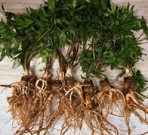 Đương Quy: Giải Pháp Tự Nhiên Hỗ Trợ Sức Khỏe