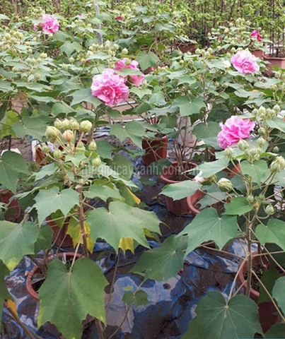 Xua Tan Nỗi Lo Giun Sán , Đầy Bụng BẰng Thói Quen Với Cây Phù Dung