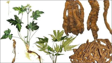 Hỗ Trợ Người Bệnh Đau Dạ Dày Hiệu QUả Nhờ  Cây Hoàng Liên